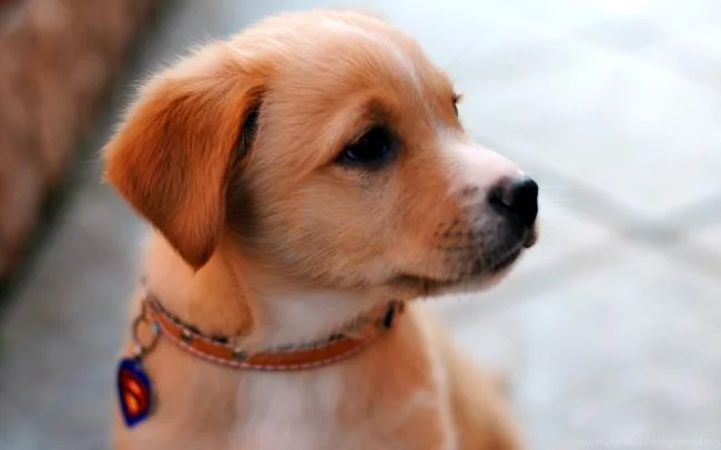 Gambar anak anjing comel sebagai kertas dinding yang indah