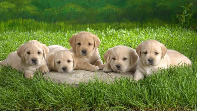 Gambar anak anjing comel sebagai kertas dinding yang indah