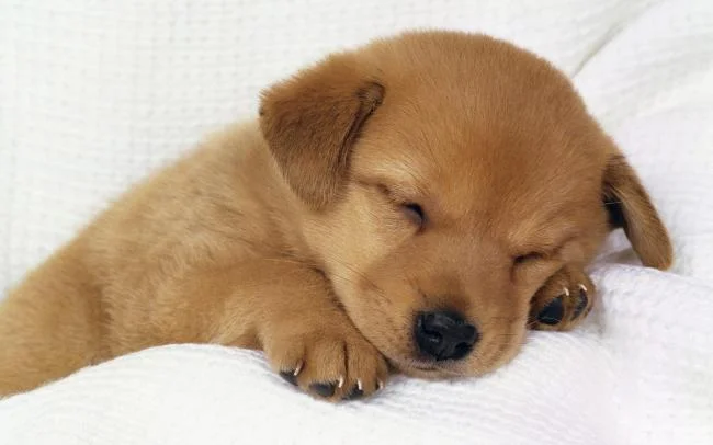 Gambar anak anjing comel sebagai kertas dinding yang indah