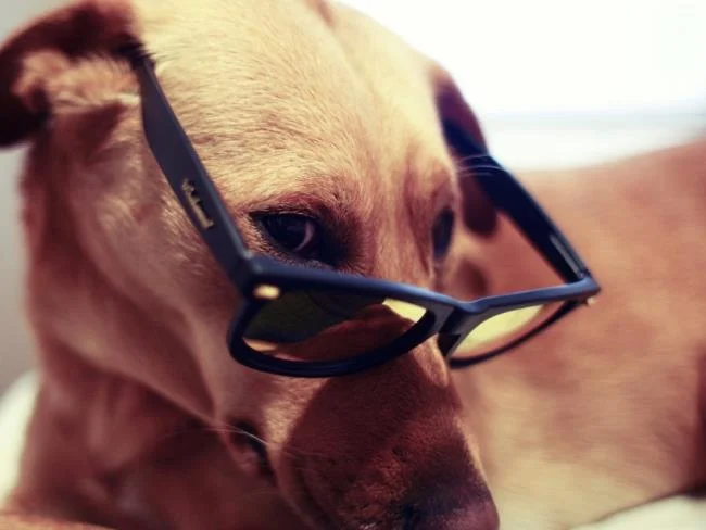 Gambar anak anjing comel sebagai kertas dinding yang indah