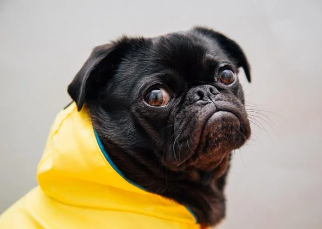 Gambar anak anjing comel sebagai kertas dinding yang indah