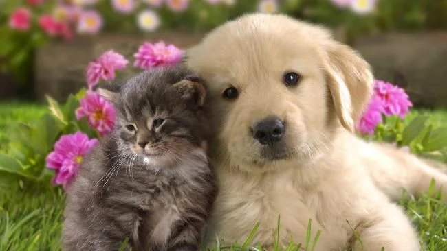 Gambar anak anjing comel sebagai kertas dinding yang indah