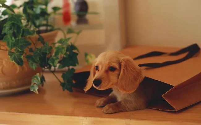 Gambar anak anjing comel sebagai kertas dinding yang indah