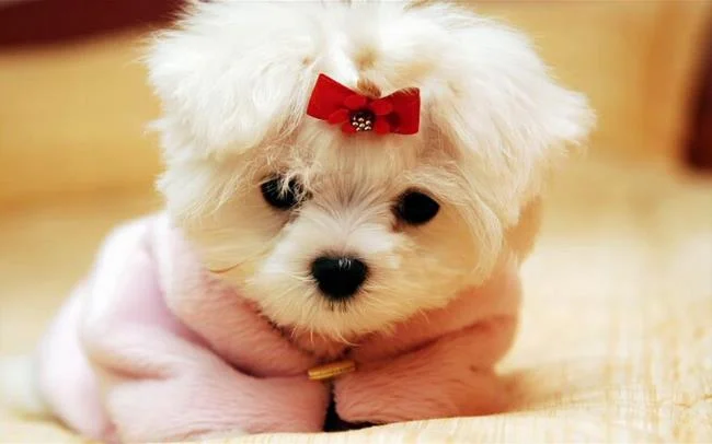 Gambar anak anjing comel sebagai kertas dinding yang indah