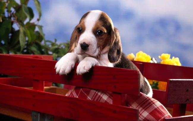 Gambar anak anjing comel sebagai kertas dinding yang indah