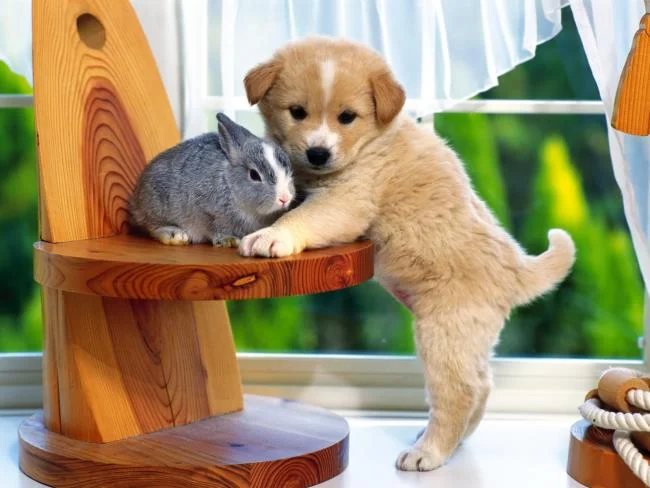 Gambar anak anjing comel sebagai kertas dinding yang indah