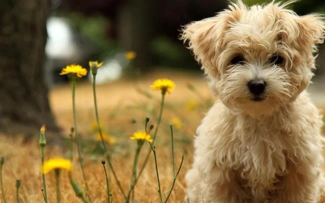 Gambar anak anjing comel sebagai kertas dinding yang indah