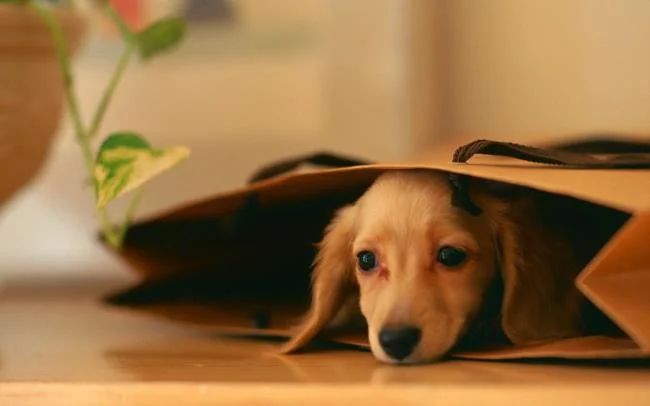 Gambar anak anjing comel sebagai kertas dinding yang indah