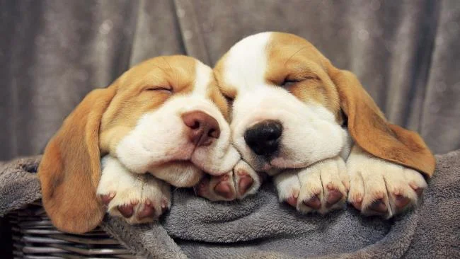 Gambar anak anjing comel sebagai kertas dinding yang indah