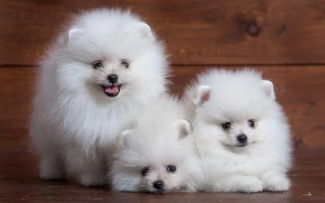 Gambar anak anjing comel sebagai kertas dinding yang indah