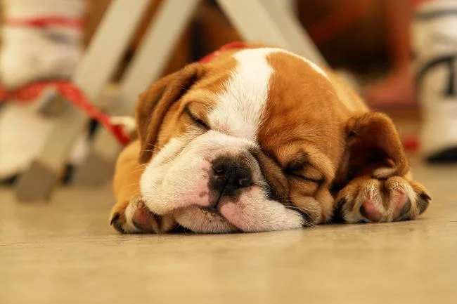 Gambar anak anjing comel sebagai kertas dinding yang indah