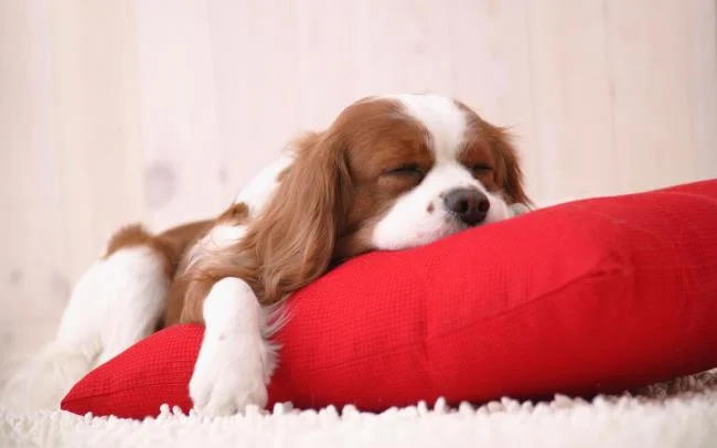 Gambar anak anjing comel sebagai kertas dinding yang indah