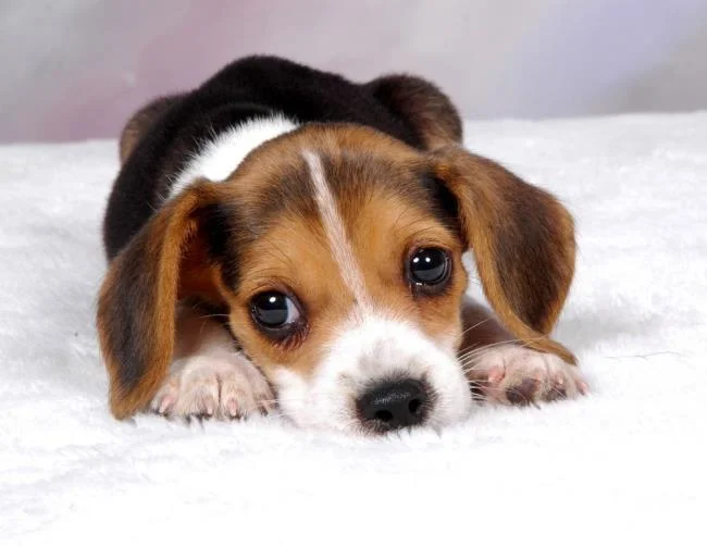 Gambar anak anjing comel sebagai kertas dinding yang indah