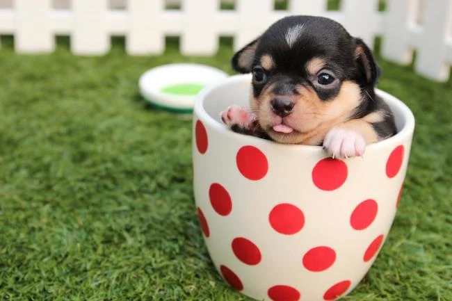 Gambar anak anjing comel sebagai kertas dinding yang indah