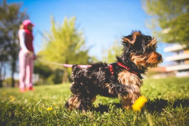 Gambar anak anjing comel sebagai kertas dinding yang indah
