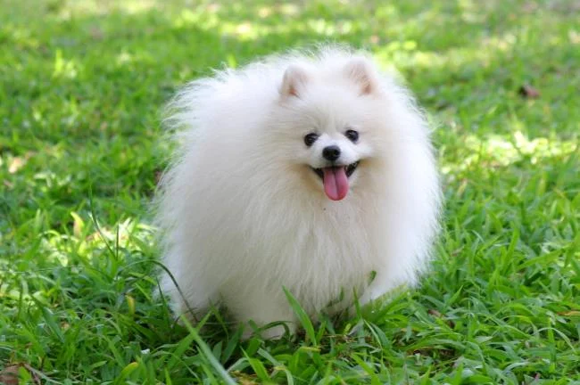 Gambar anak anjing comel sebagai kertas dinding yang indah
