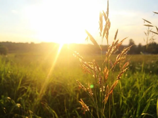 Koleksi gambar musim panas yang paling indah