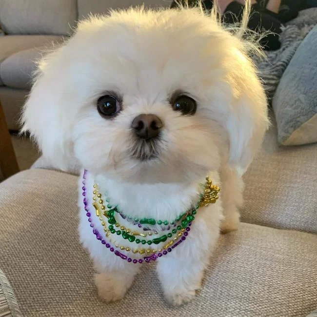 Gambar anak anjing comel sebagai kertas dinding yang indah