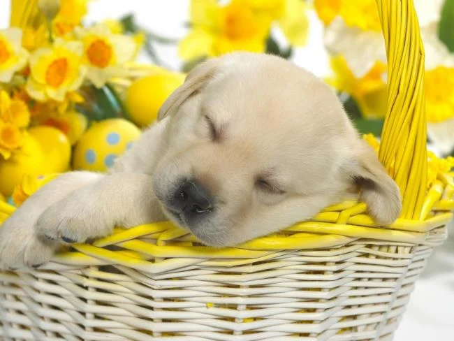 Gambar anak anjing comel sebagai kertas dinding yang indah