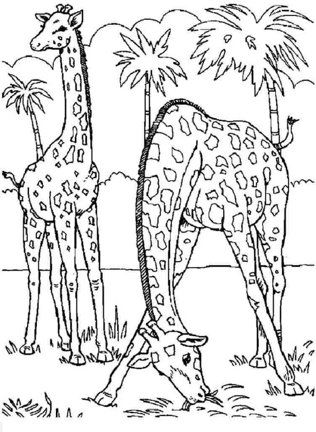 Koleksi gambar mewarnai jerapah terbaik untuk anak-anak
