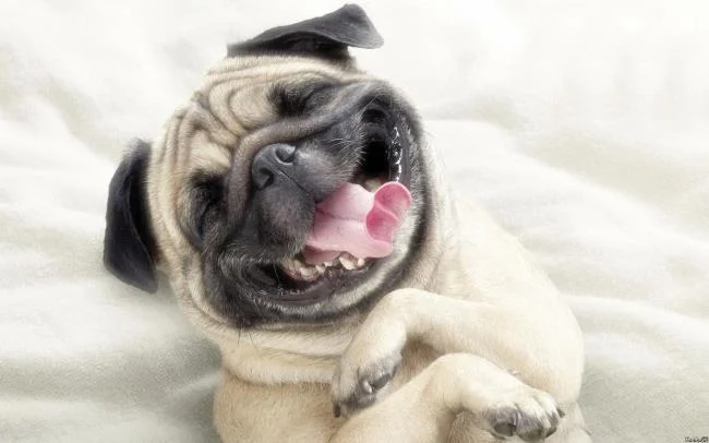 Gambar anak anjing comel sebagai kertas dinding yang indah