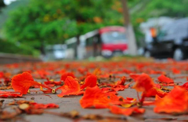 Koleksi gambar musim panas yang paling indah