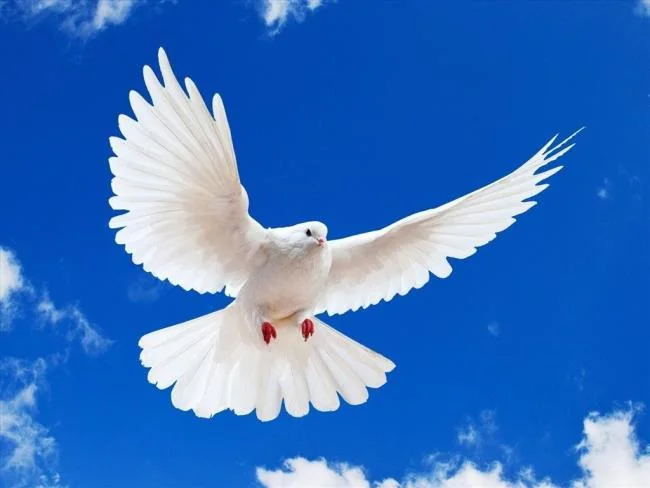 Gambar atas burung merpati paling indah di dunia