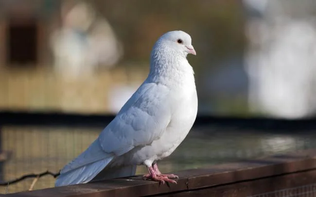 Gambar atas burung merpati paling indah di dunia