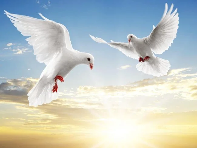 Gambar atas burung merpati paling indah di dunia