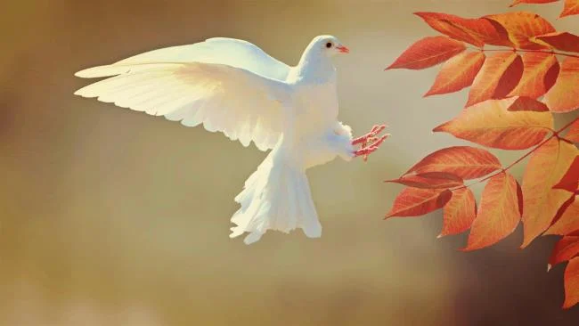 Gambar atas burung merpati paling indah di dunia