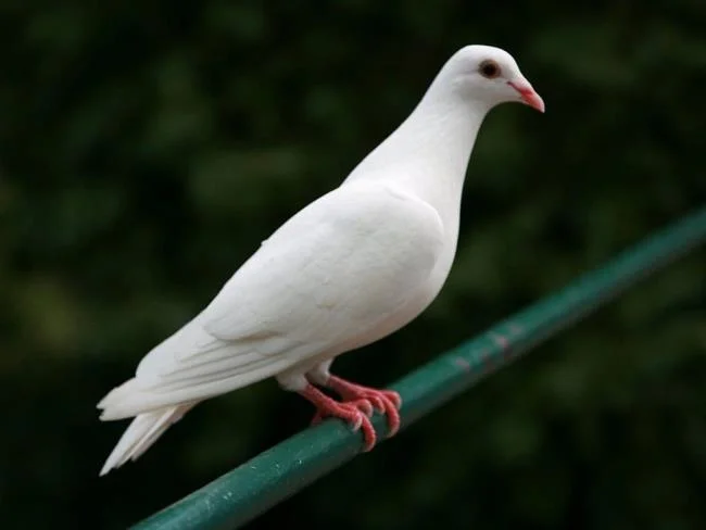 Gambar atas burung merpati paling indah di dunia