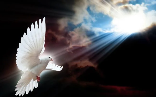 Gambar atas burung merpati paling indah di dunia