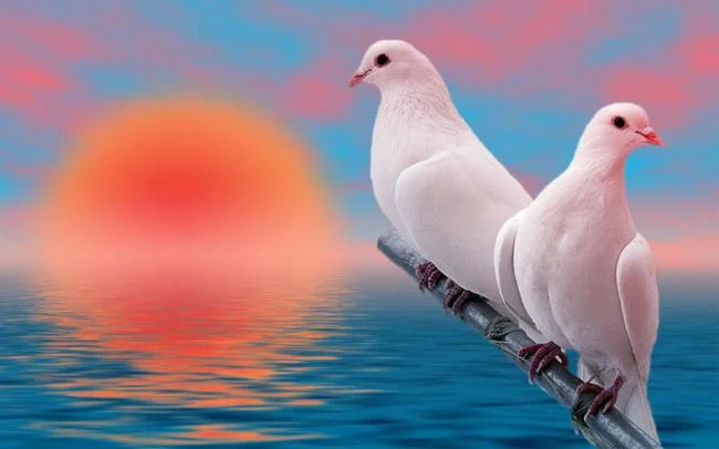 Gambar atas burung merpati paling indah di dunia