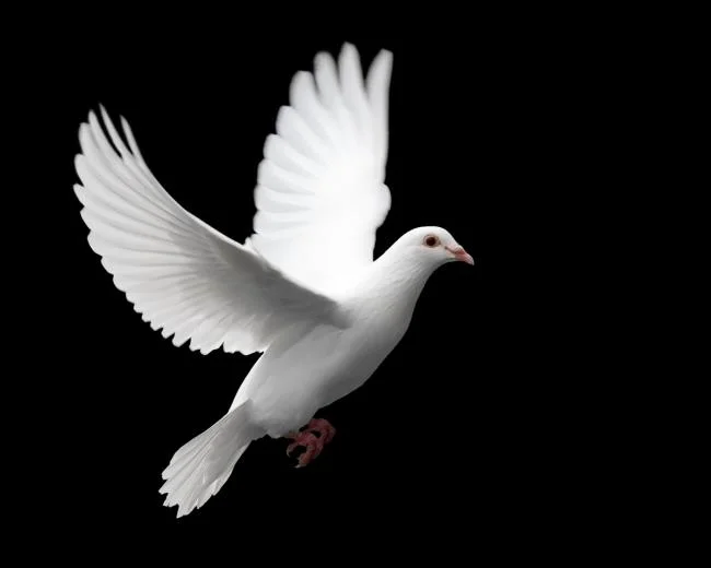 Gambar atas burung merpati paling indah di dunia