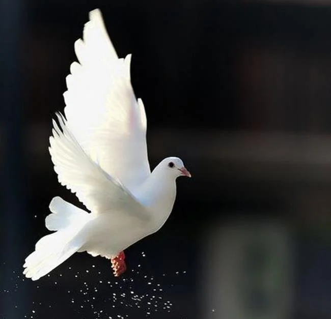 Gambar atas burung merpati paling indah di dunia