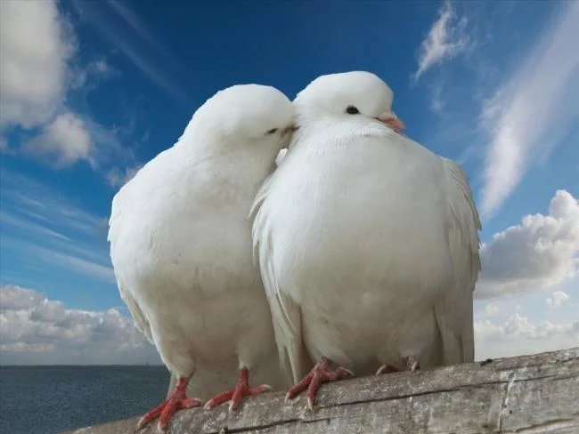 Gambar atas burung merpati paling indah di dunia