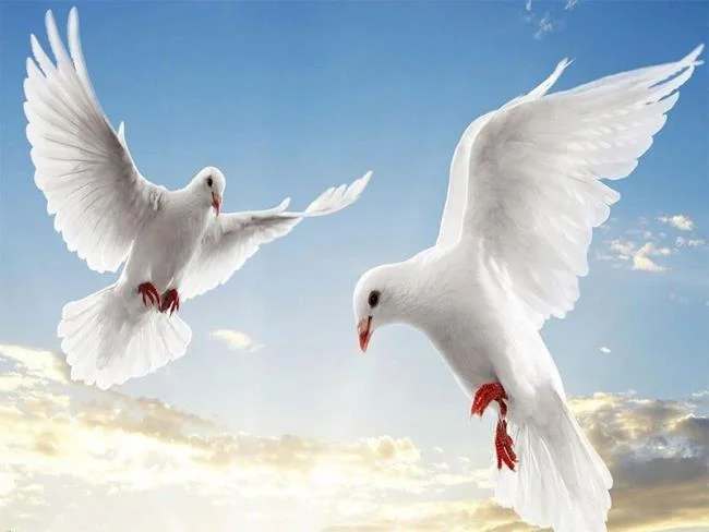 Gambar atas burung merpati paling indah di dunia