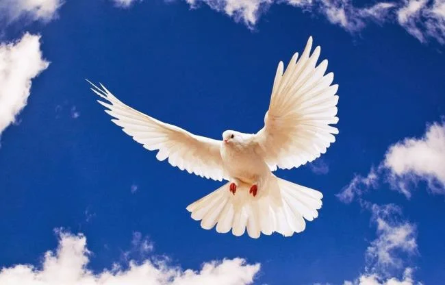 Gambar atas burung merpati paling indah di dunia