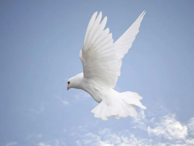 Gambar atas burung merpati paling indah di dunia