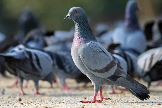Gambar atas burung merpati paling indah di dunia