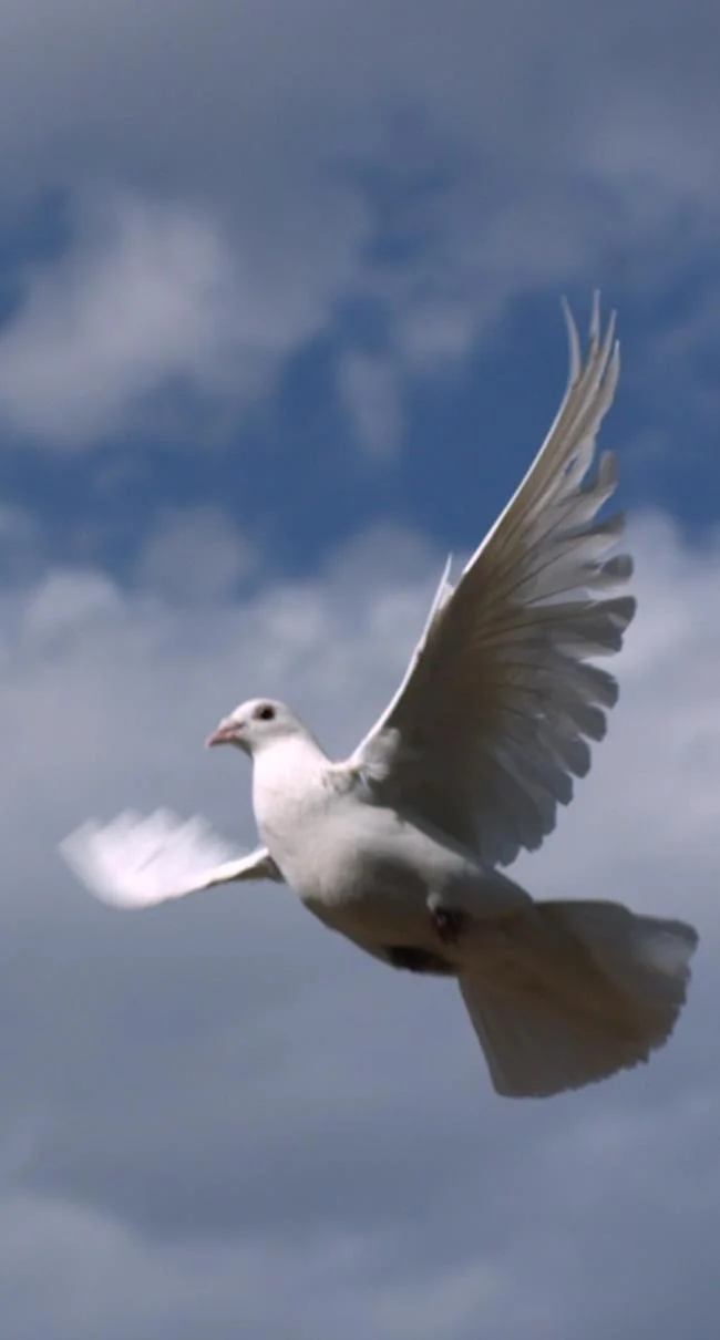 Gambar atas burung merpati paling indah di dunia