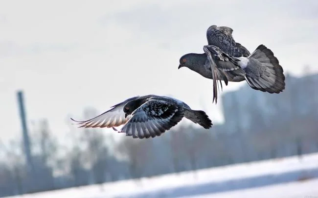 Gambar atas burung merpati paling indah di dunia