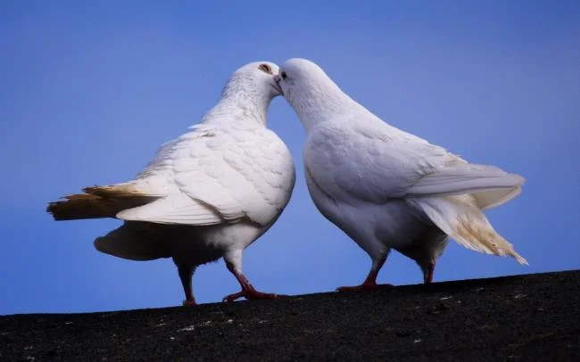 Gambar atas burung merpati paling indah di dunia