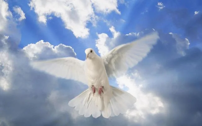 Gambar atas burung merpati paling indah di dunia