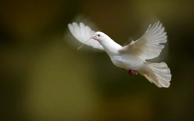Gambar atas burung merpati paling indah di dunia