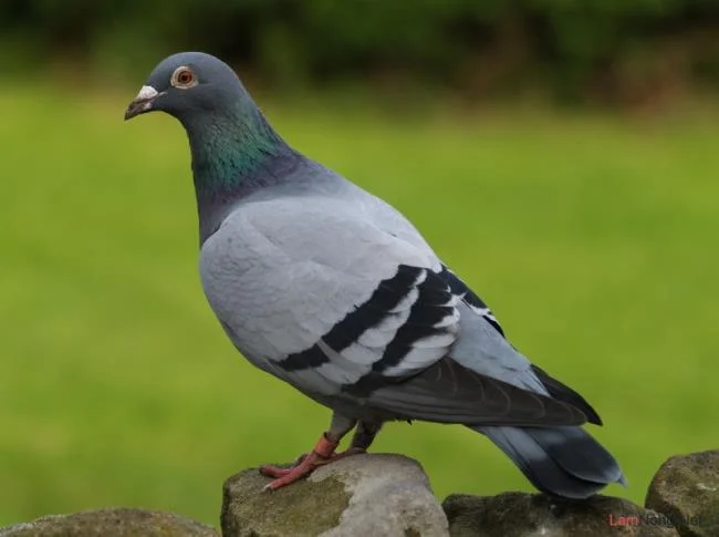 Gambar atas burung merpati paling indah di dunia