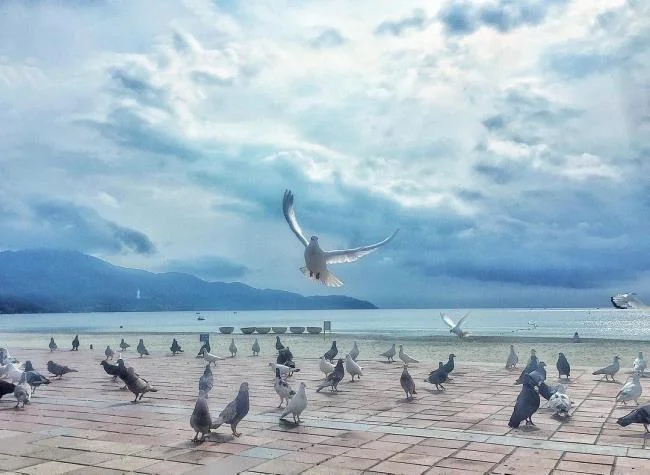 Gambar atas burung merpati paling indah di dunia