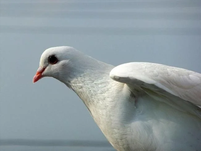 Gambar atas burung merpati paling indah di dunia
