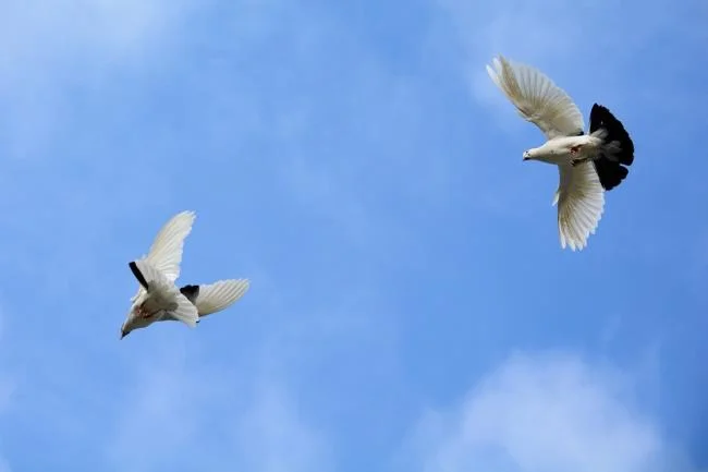 Gambar atas burung merpati paling indah di dunia