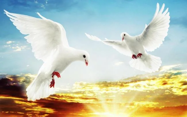 Gambar atas burung merpati paling indah di dunia